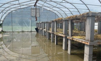 Flooded greenhouse with raised tables of harvested onions