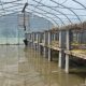 Flooded greenhouse with raised tables of harvested onions