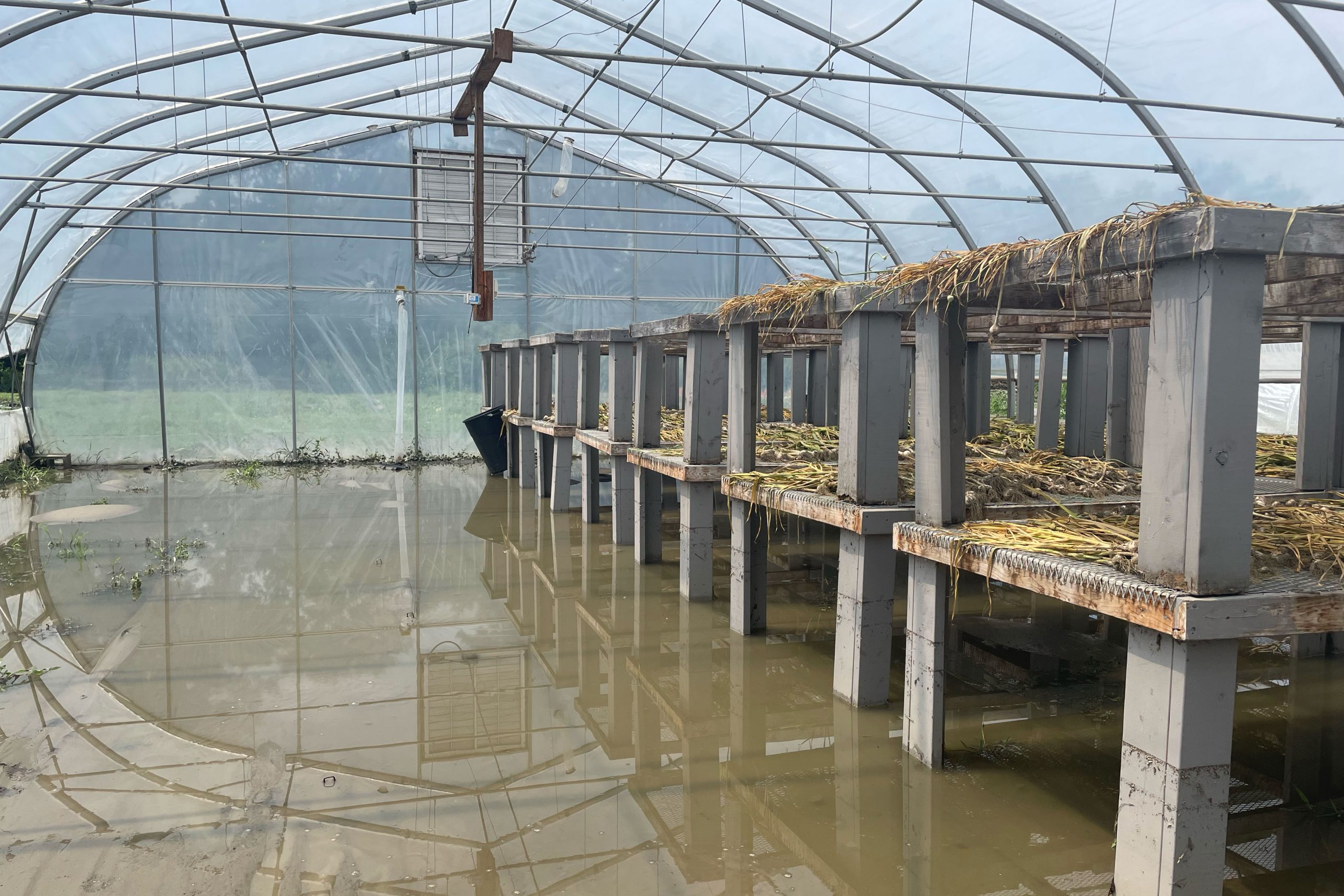 Flooded greenhouse with raised tables of harvested onions
