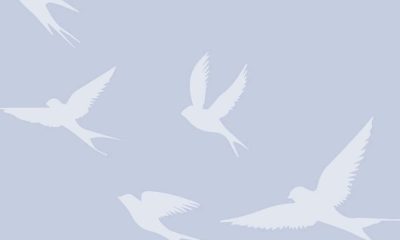 White bird silhouettes flying on blue background