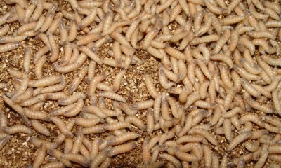 Close-up of mealworms on grain substrate