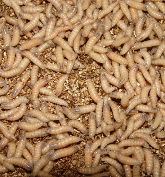 Close-up of mealworms on grain substrate