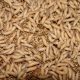 Close-up of mealworms on grain substrate