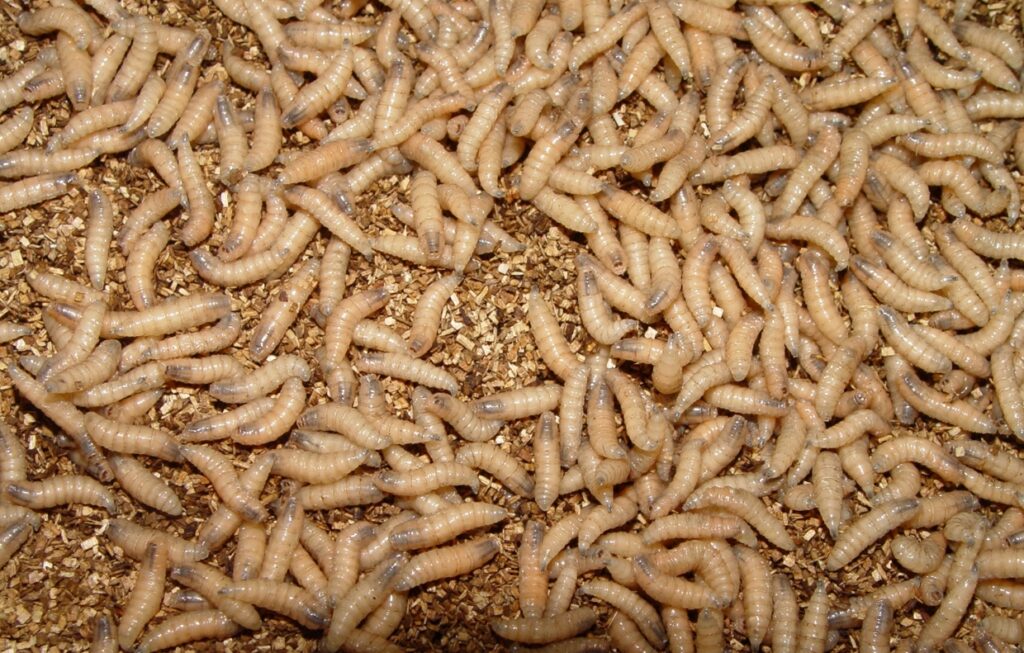 Close-up of mealworms on grain substrate
