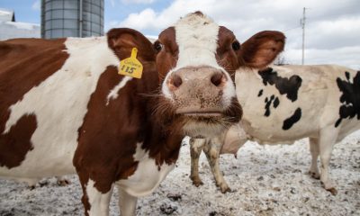 Close-up of brown and white cow in snow