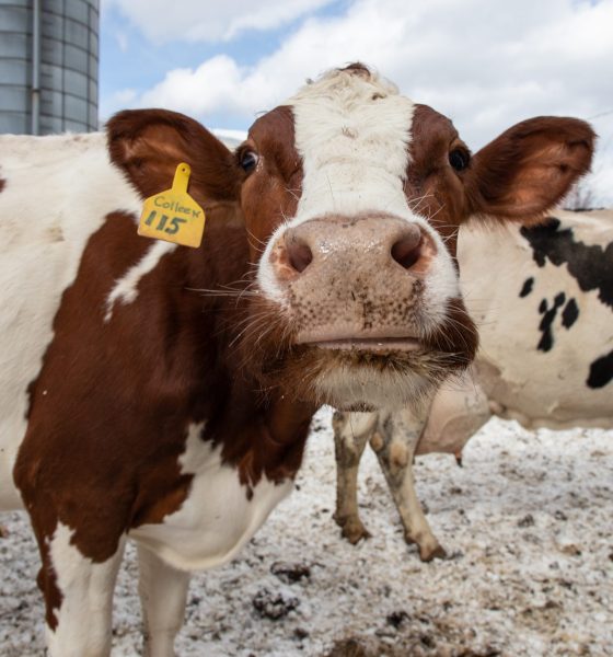 Close-up of brown and white cow in snow