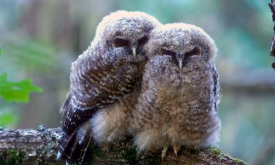 Two fluffy young owls perched on branch