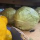 Plastic-wrapped cabbages on store shelf with lemons