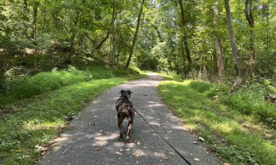 Dog walking on forest trail with leash