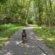 Dog walking on forest trail with leash