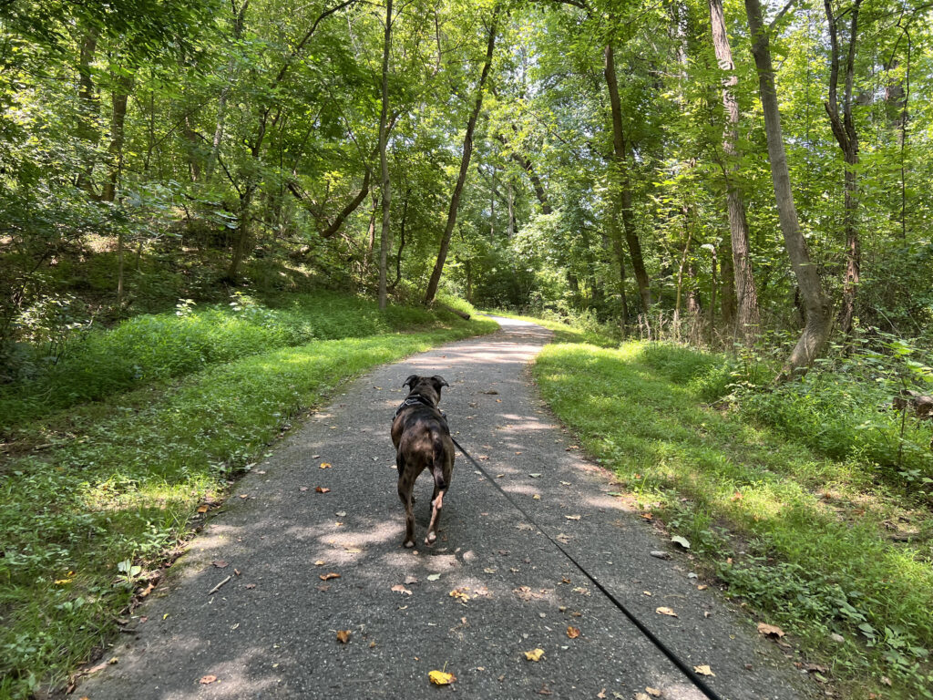 Dog walking on forest trail with leash