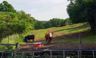 Cows grazing in green pasture with trees