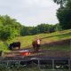 Cows grazing in green pasture with trees