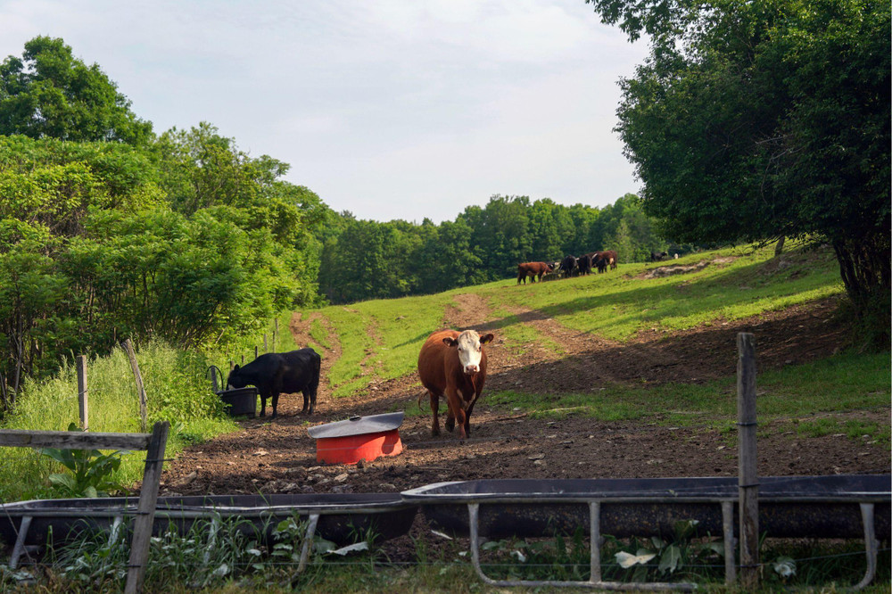 Cows grazing in green pasture with trees