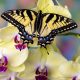 Yellow and black butterfly on orchid flowers