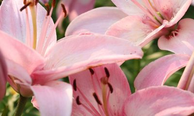 Close-up of pink lilies in bloom