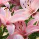 Close-up of pink lilies in bloom
