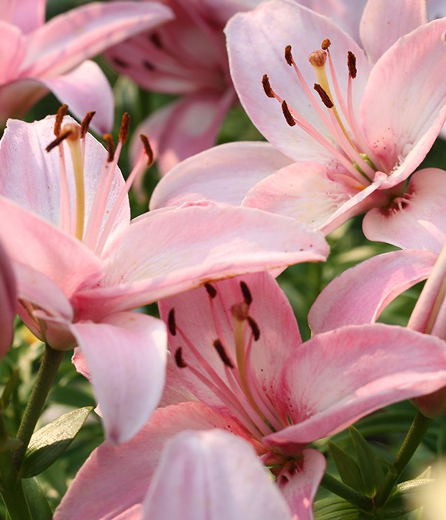 Close-up of pink lilies in bloom