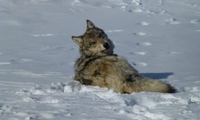 Gray wolf resting in snowy landscape
