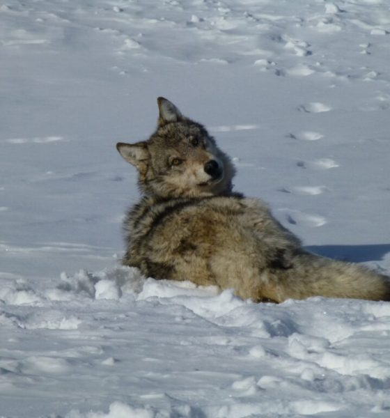 Gray wolf resting in snowy landscape