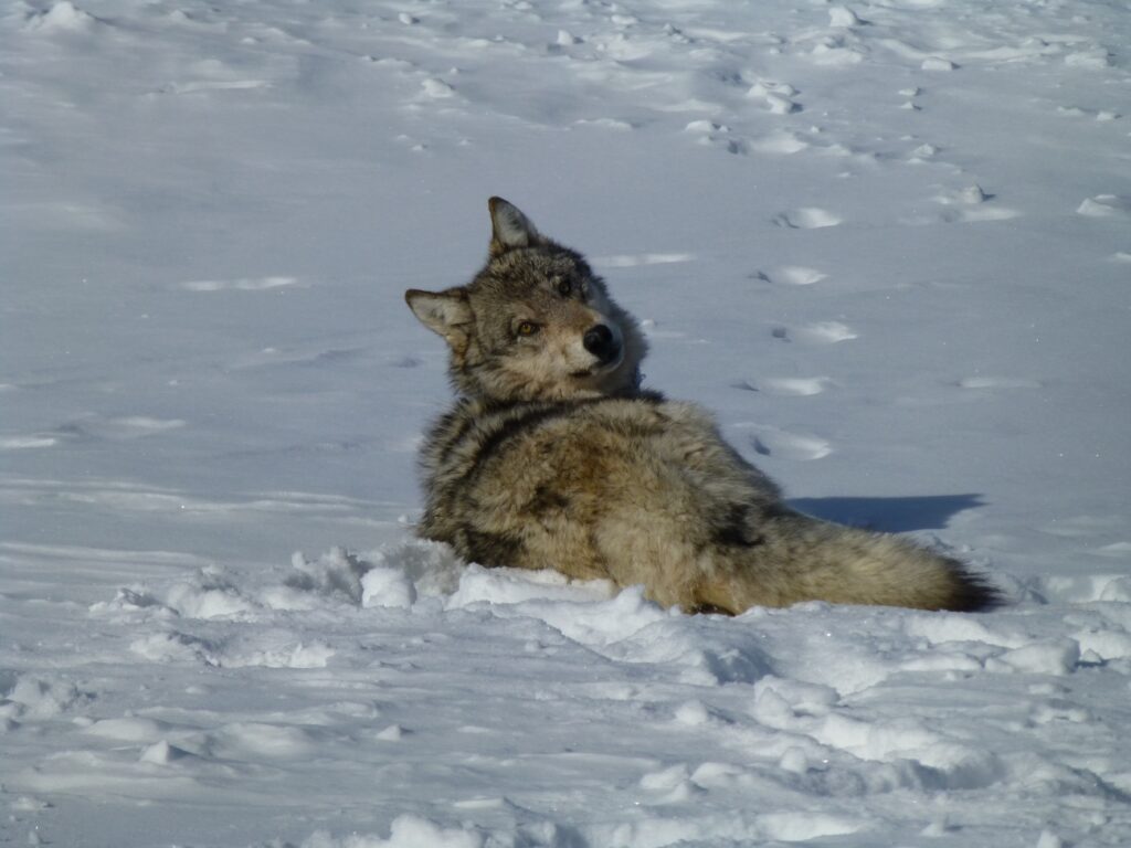 Gray wolf resting in snowy landscape