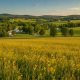 Warm Summer Days Ahead in Bennington