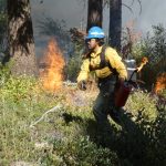 Firefighter conducting a controlled burn in a forest, with flames and smoke visible in t — controlled burns forest defense