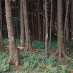 Forest scene with tall trees and ferns, marking the Flight 93 National Memorial site.