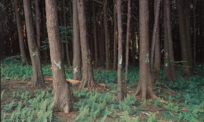 Forest scene with tall trees and ferns, marking the Flight 93 National Memorial site.