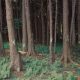 Forest scene with tall trees and ferns, marking the Flight 93 National Memorial site.