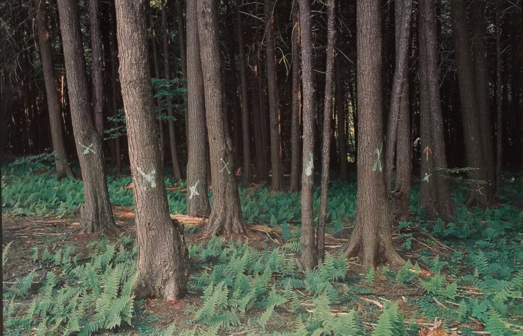 Forest scene with tall trees and ferns, marking the Flight 93 National Memorial site.