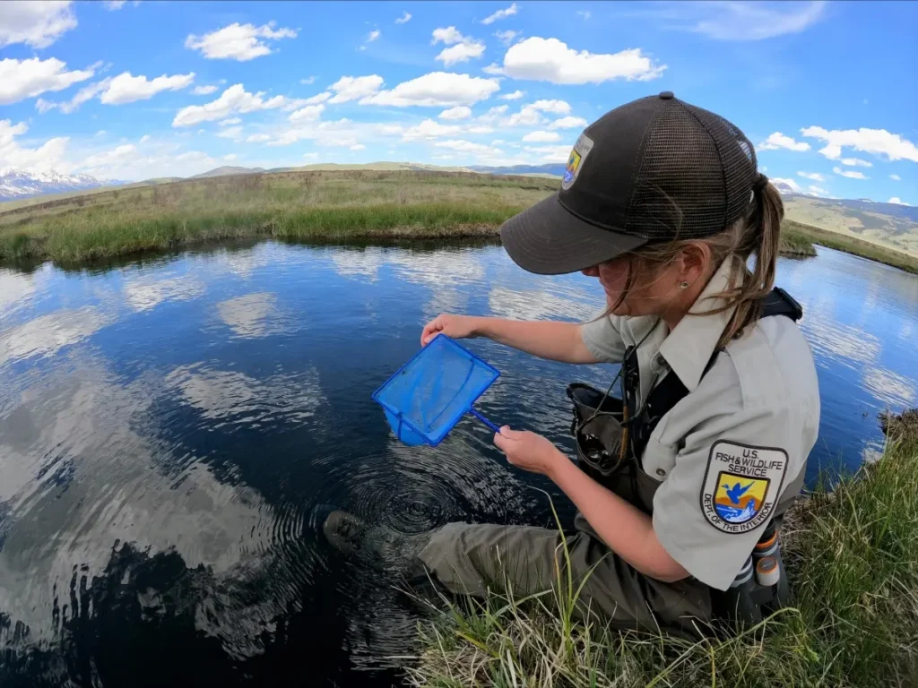 A U.S. Fish and Wildlife Service biologist examines water samples in a serene lan — Endangered Species Act lawsuit Vermont