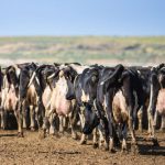 A farmer walking among a herd of dairy cows in a rural setting, highlighting the agricul — foreign-born workers leaving us
