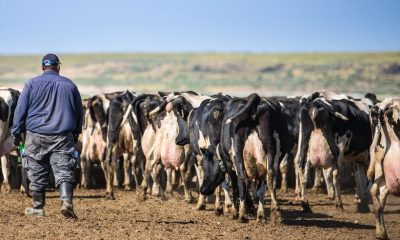 A farmer walking among a herd of dairy cows in a rural setting, highlighting the agricul — foreign-born workers leaving us