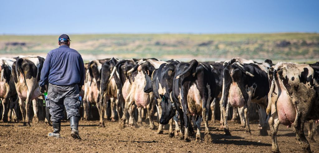 A farmer walking among a herd of dairy cows in a rural setting, highlighting the agricul — foreign-born workers leaving us